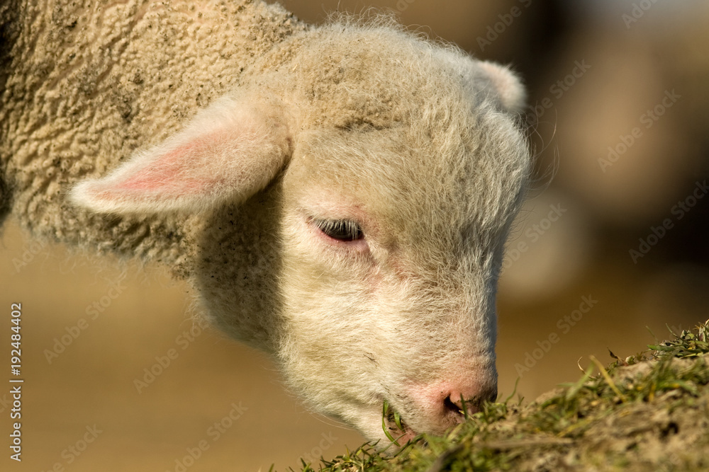 Fototapeta premium White Lamb Portrait in springtime