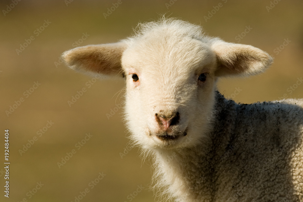 White Lamb Portrait in springtime White Lamb Portrait in springtime