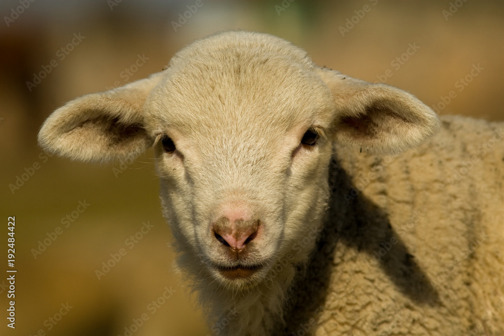 White Lamb Portrait in springtime White Lamb Portrait in springtime
