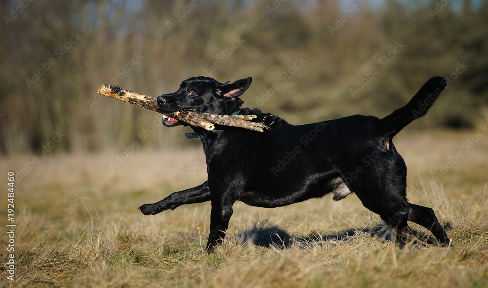 Black Labrador Retriever dog outdoor portrait running through field carrying stick Black Labrador Retriever dog outdoor portrait running through field carrying stick