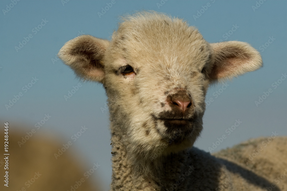 White Lamb Portrait in springtime White Lamb Portrait in springtime
