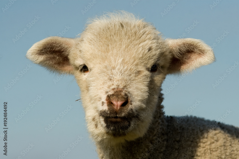 White Lamb Portrait in springtime