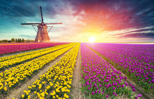 traditional Netherlands Holland dutch scenery with one typical windmill and tulips, Netherlands countryside photo