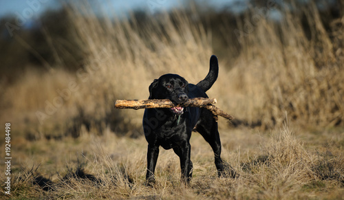 Fotografija Black Labrador Retriever dog outdoor portrait standing in field holding stick