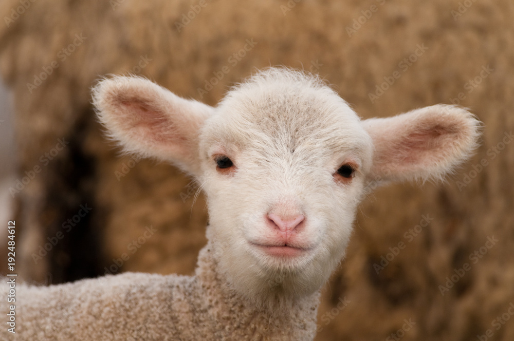 White Lamb Portrait in springtime White Lamb Portrait in springtime