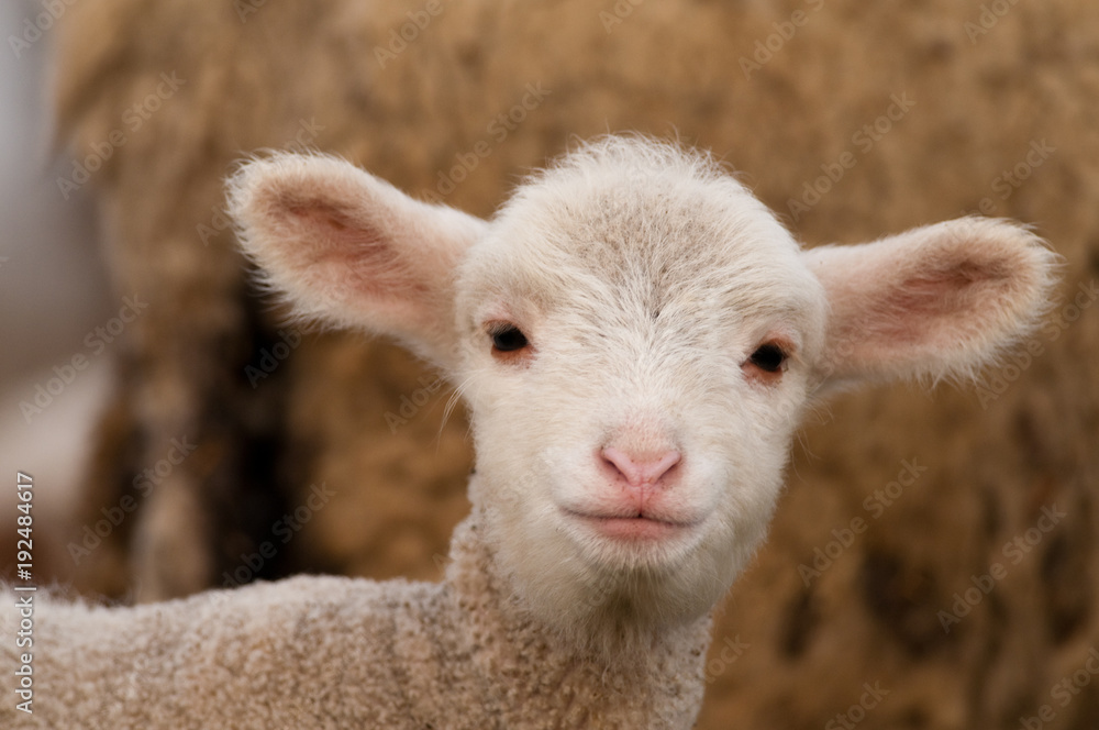 Fototapeta premium White Lamb Portrait in springtime