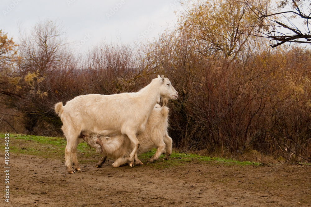 Goat Nursing its Kid in springtime