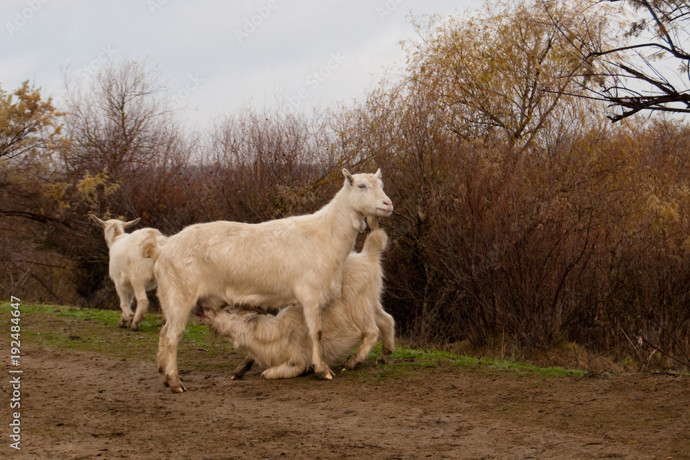 Obraz premium Goat Nursing its Kid in springtime