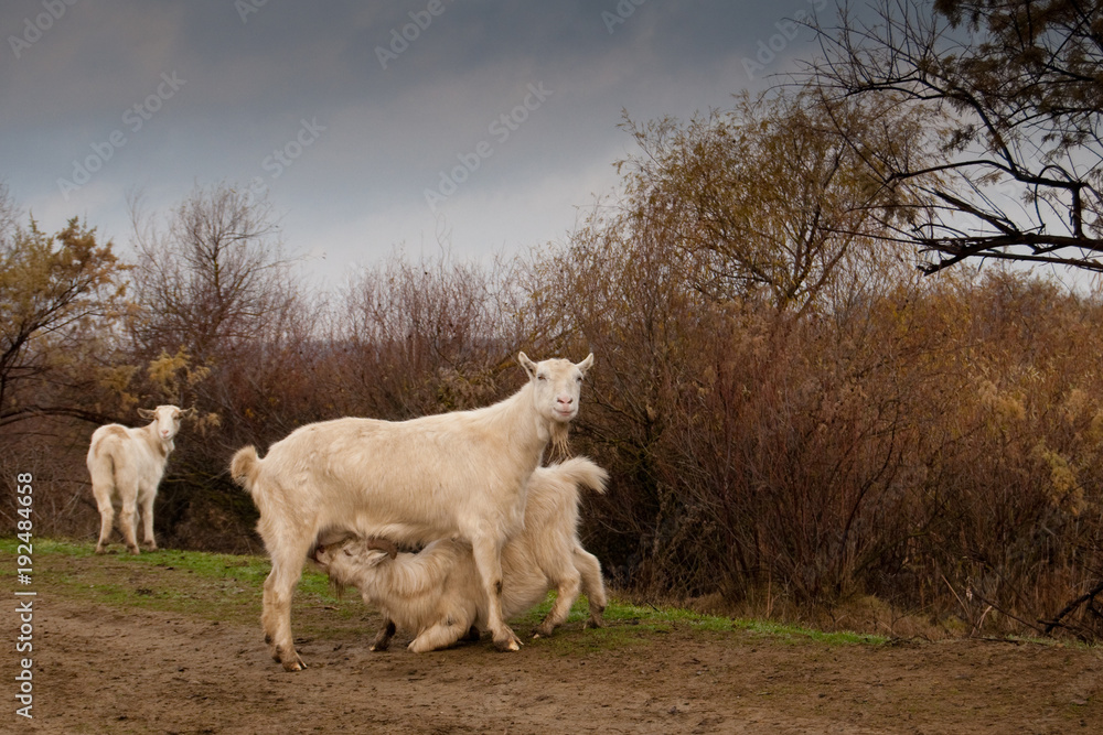 Fototapeta premium Goat Nursing its Kid in springtime