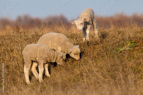 White Lambs Playing in Springtime