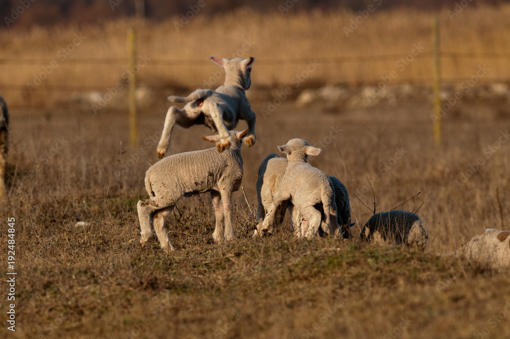 Obraz premium White Lambs Playing in Springtime