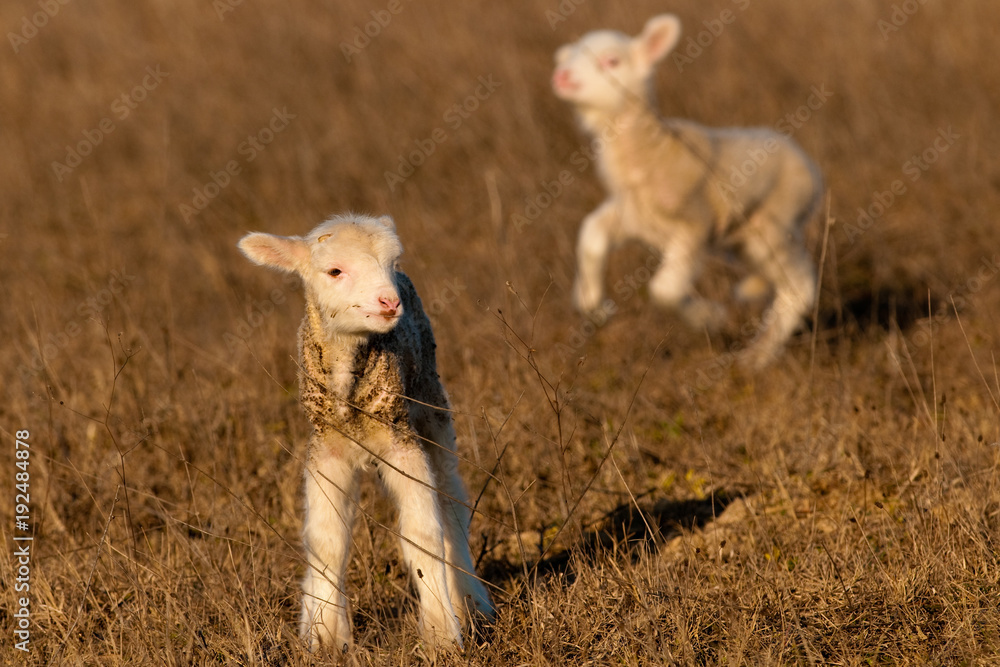 White Lamb on the field