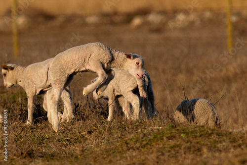 White Lambs Playing in Springtime