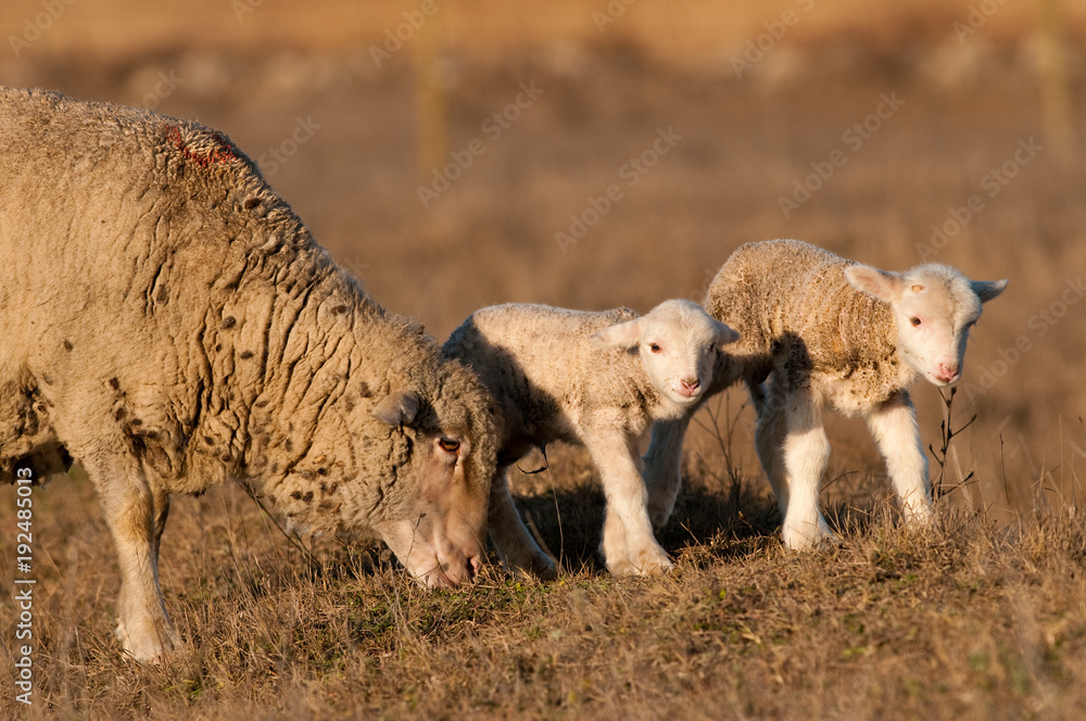 Lamb Grzing on the field with sheep Lamb Grzing on the field with sheep