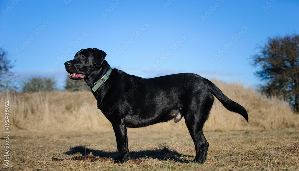 Black Labrador Retriever standing in field with blue sky