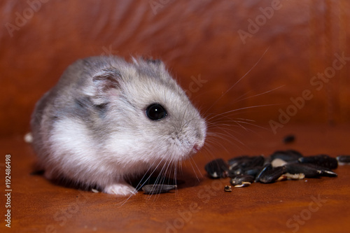 Hamster eating sunflower Seeds