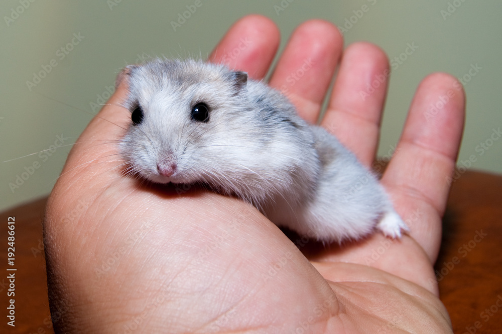 Hamster in a hand Hamster in a hand