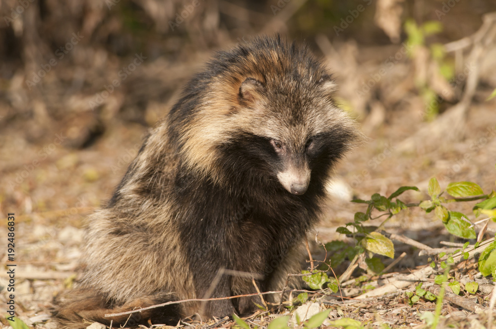 Fototapeta premium Racoon Dog