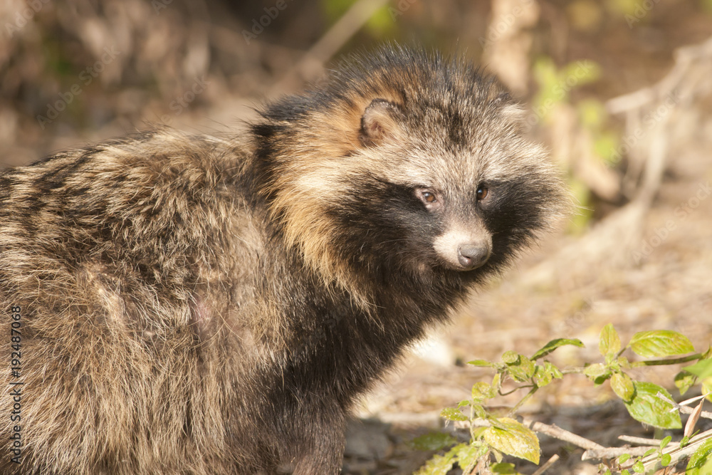 Naklejka premium Racoon Dog