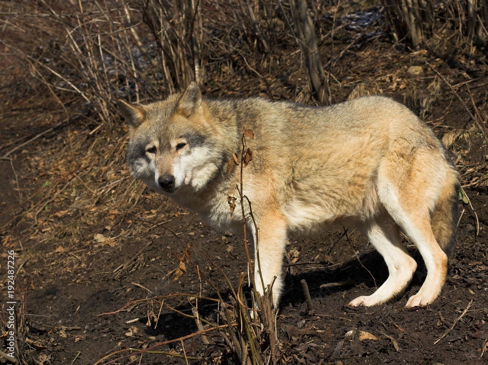Obraz premium Grey Wolf in Autumn