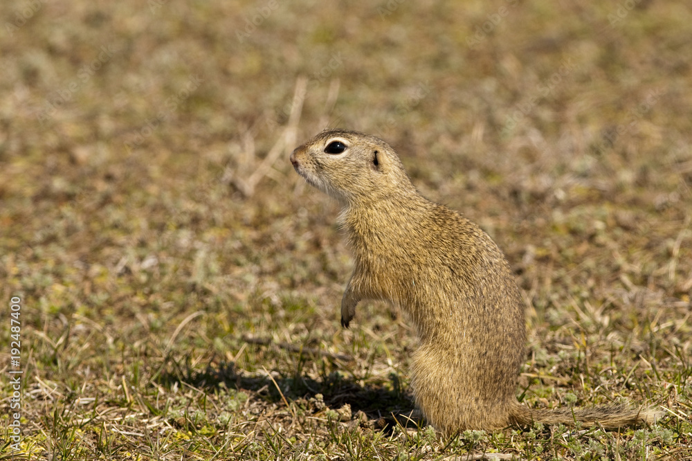 Souslik or European Ground Squirrel Souslik or European Ground Squirrel