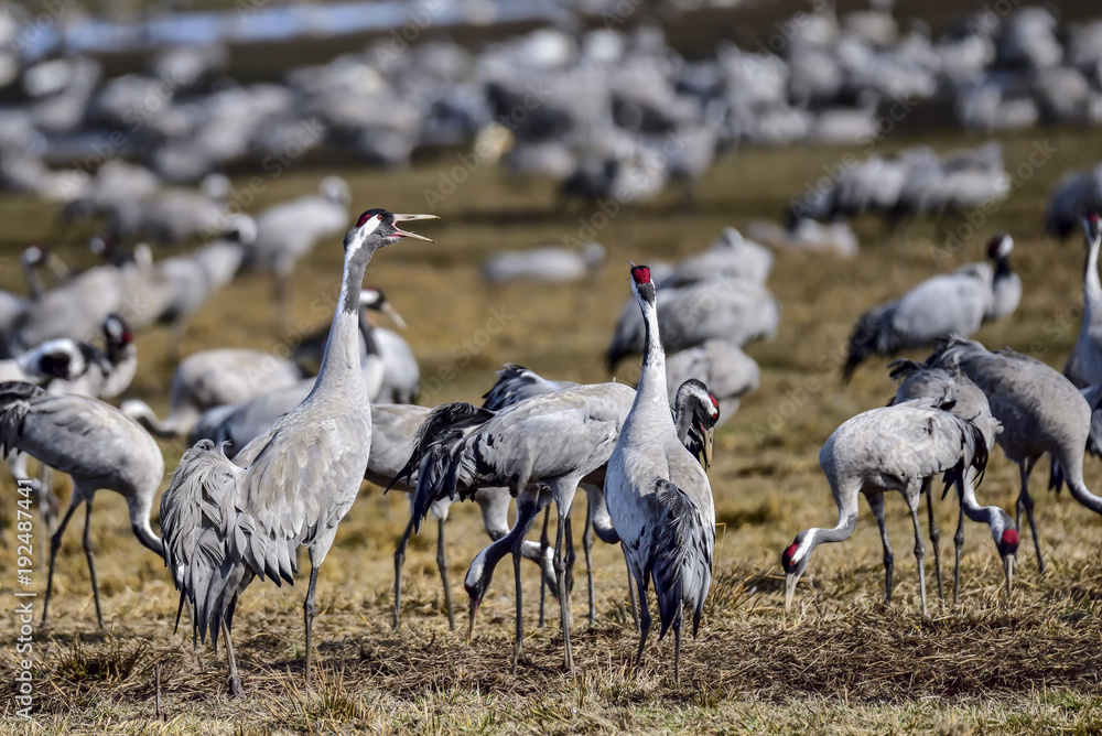 Fototapeta premium Eurasian crane