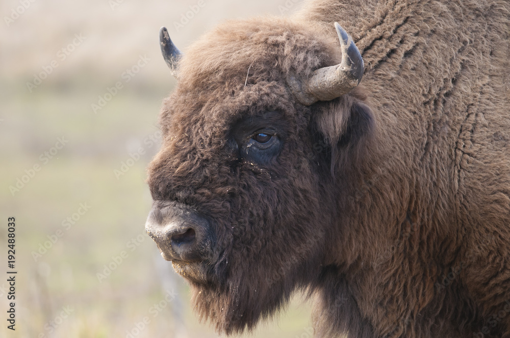 European Bison