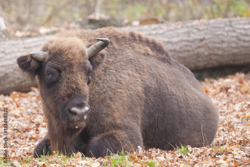 European Bison European Bison