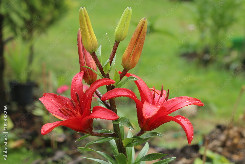 Fototapeta premium lilia Crimson Pixie Lilium hybridum 