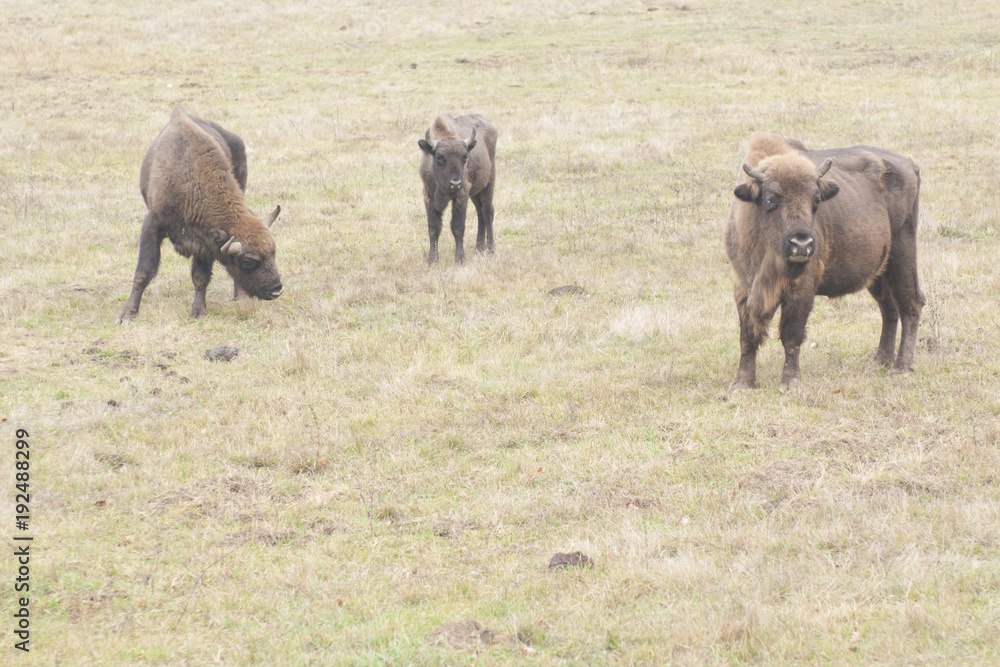 European Bison European Bison