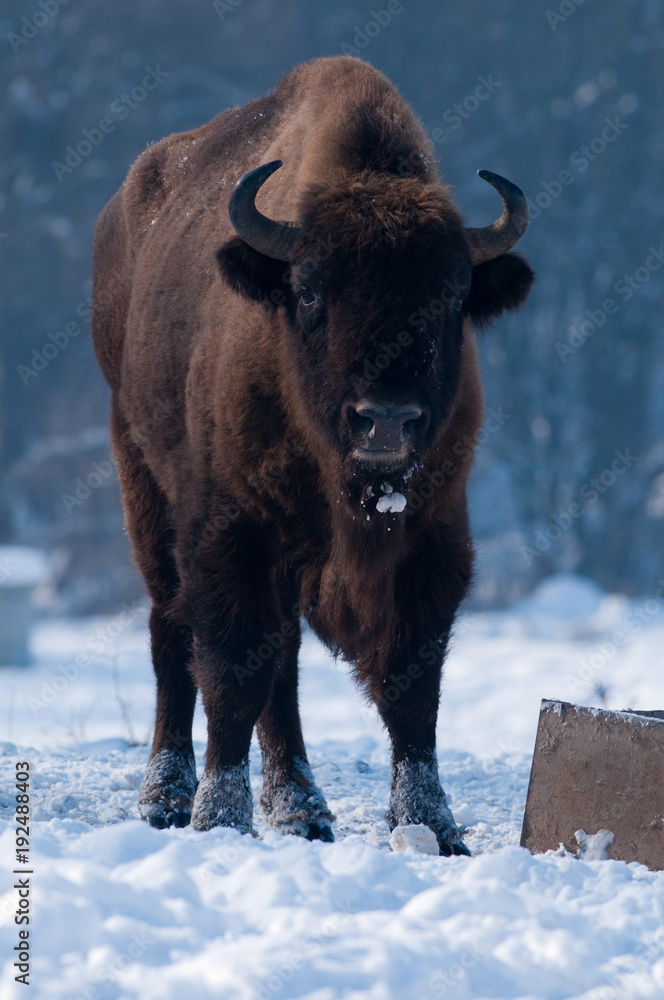 European Bison (Bison bonasus), male, looking in Winter European Bison (Bison bonasus), male, looking in Winter