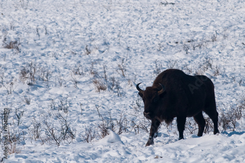 Male of European Bison (Bison bonasus) in Winter