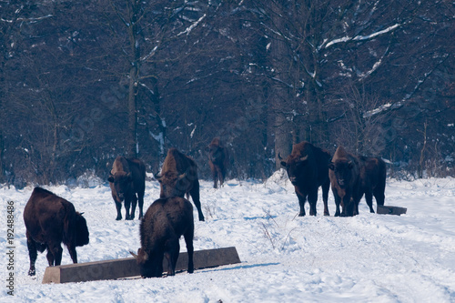 Herd of European Bisons (Bison bonasus) waitnig for food in Winter photo