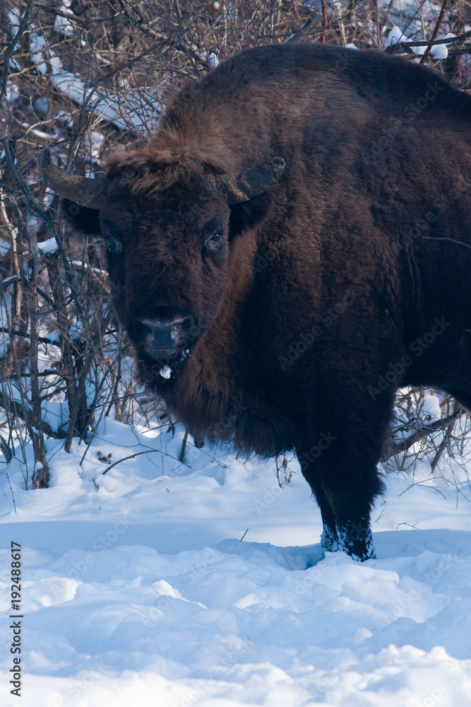 Old Eurpean Bison (Bison bonasus) portrait Old Eurpean Bison (Bison bonasus) portrait