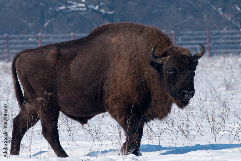 European Bison (Bison bonasius) in Winter European Bison (Bison bonasius) in Winter