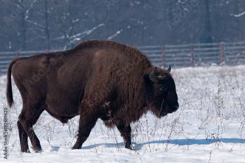 European Bison (Bison bonasius) in Winter © Iliuta