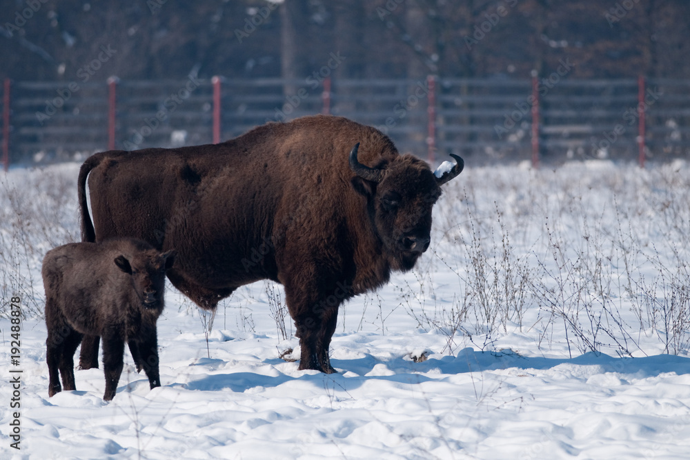 Bull and Calf of European Bison in winter Bull and Calf of European Bison in winter