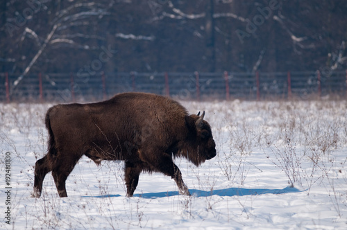 European Bison (Bison bonasus) in winter