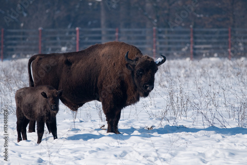 Bull and Calf of European Bison in winter