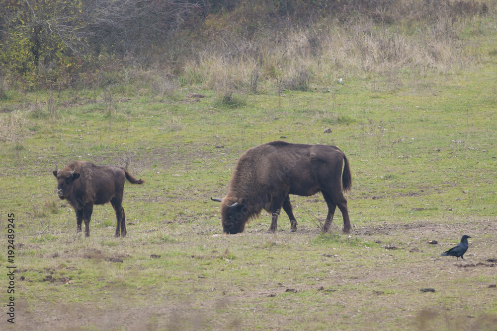 Fototapeta premium European Bison
