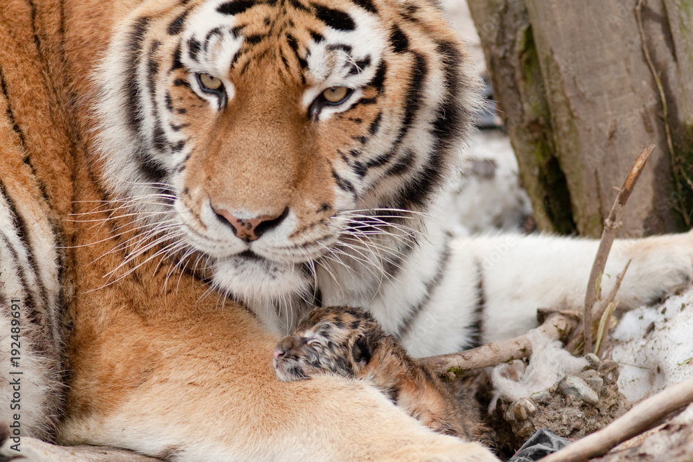 Naklejka premium Tiger at zoo