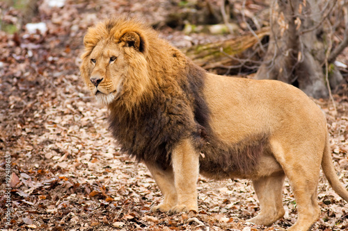 Wallpaper Mural Lion at Zoo Torontodigital.ca