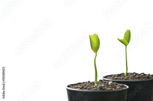 Group of green sprouts growing out from soil isolated on white background