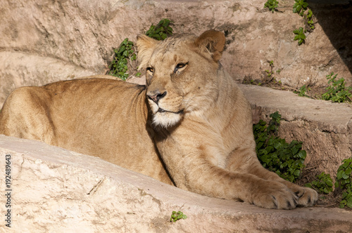 Lioness resting