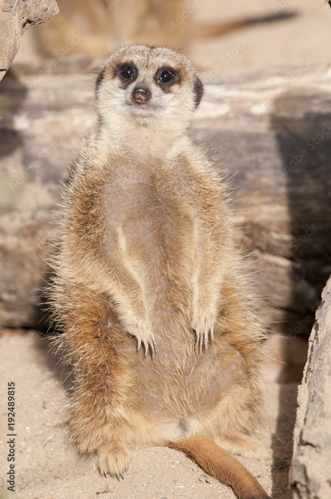 Fototapeta premium Suricate or Mongoose or Meerkat