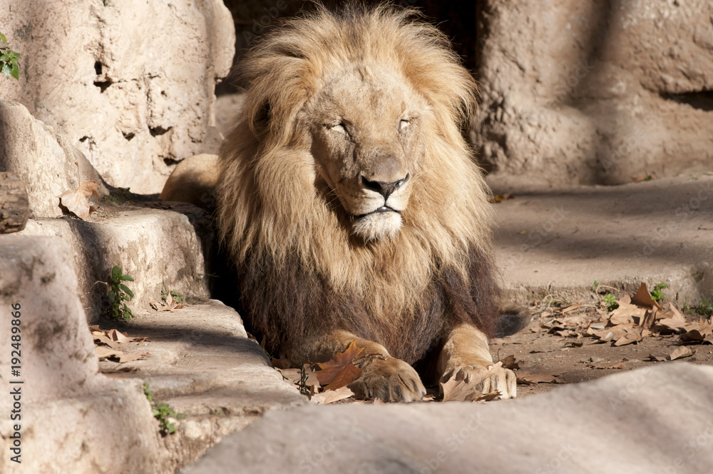 Naklejka premium Lion resting