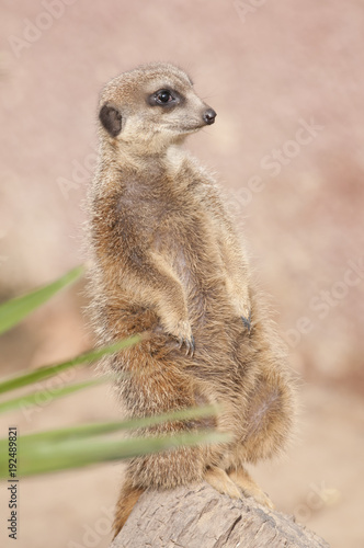 Suricate or Mongoose or Meerkat