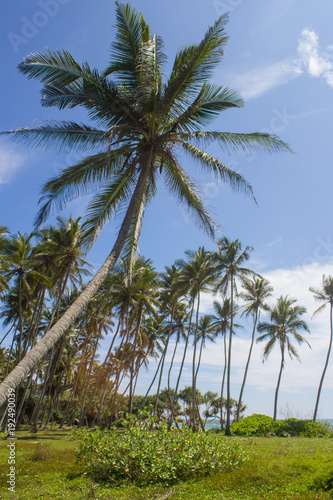 View of palm trees against sky