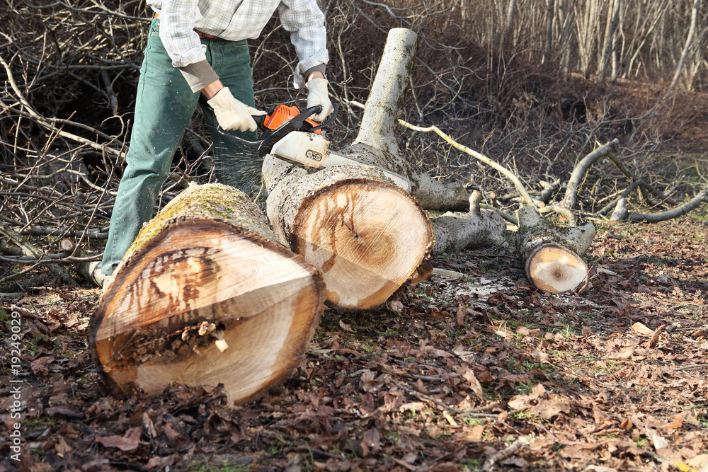 Fototapeta premium Lumberjack using chainsaw cutting big tree during the autumn