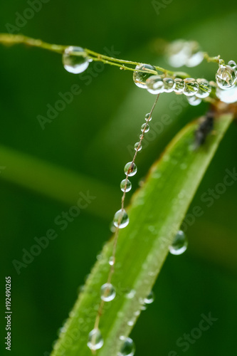 Water Droplets on blade of grass